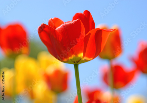 Red tulip