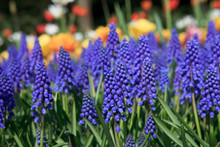 Muscari Botryoides Flowers In Closeup