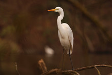 Great Egret - Casmerodius Albus