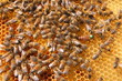 Matka pszczela na plastrze miodu