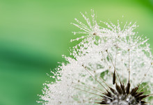 Close-up Of Wet Dandelion Seed With Drops