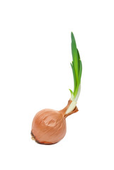 Sticker - Onion with fresh green sprout