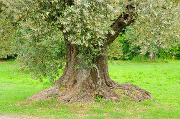 Canvas Print - Olivenbaum Stamm - olive tree trunk 14