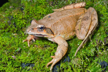 Poster - Frog on moss 5