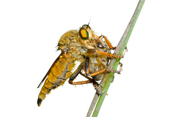 Sticker - Raptorial fly (Asilidae) 9