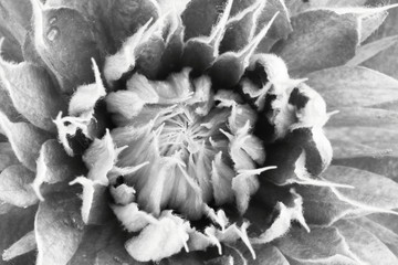 Wall Mural - middle of a clematis bloom in black and white