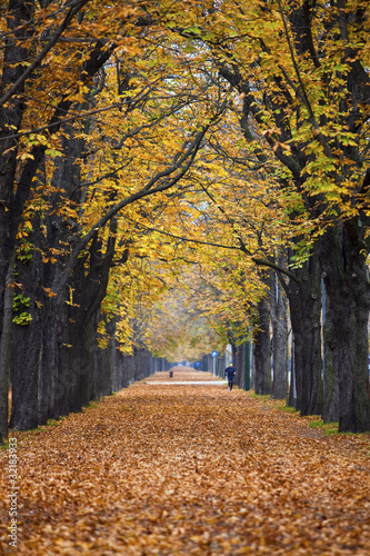 jesienny-las-szlak-zaulek-z-joggerem