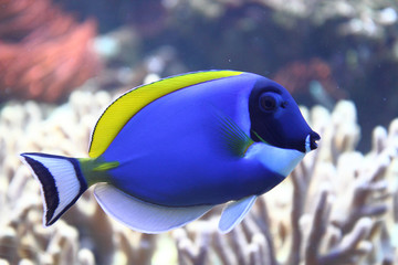 exotic sea fish