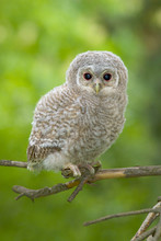 Wild Baby Tawny Owl Sitting On A Branch
