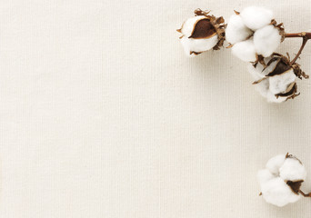 Cotton flower on cotton cloth