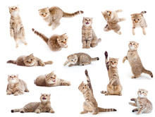 Striped British Cat And Kitten Isolated Set