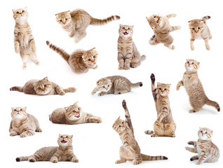 striped british cat and kitten isolated set