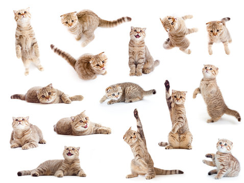 striped British cat and kitten isolated set