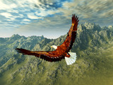 Fototapeta  - eagle in the mountains