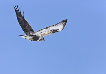 Sticker - Rough Legged Hawk in Flight