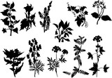 Fototapeta Lawenda - set of black on white plants