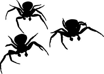 Wall Mural - three spider silhouettes illustration