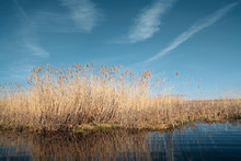 Dry Yellow Reed On Lake