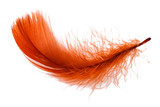 Fototapeta Do akwarium - Red feather