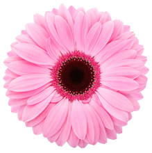 Gerbera Isolated With Clipping Path