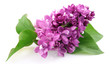 Spring lilac flower