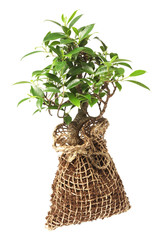 Wall Mural - bonsai tree isolated on white