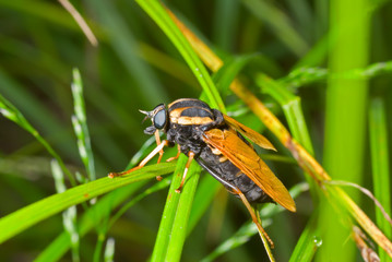 Canvas Print - Fly on grass 1