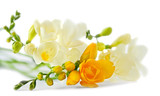 freesia on white