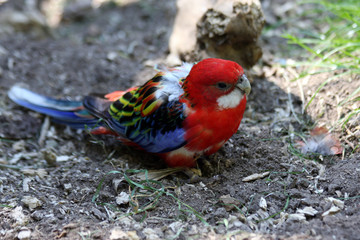 Sticker - pennant rosella