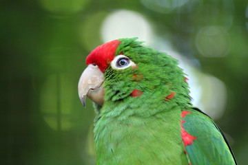 Sticker - green love bird