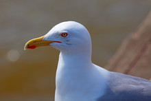 Portrait Of A Seagull