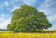 Kastanienbaum im Frühjahr 112