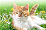 Fototapeta Koty - cat in the grass