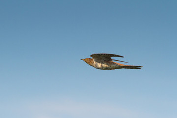 Wall Mural - Common Cuckoo in flight / Cuculus canorus ( European Cuckoo)