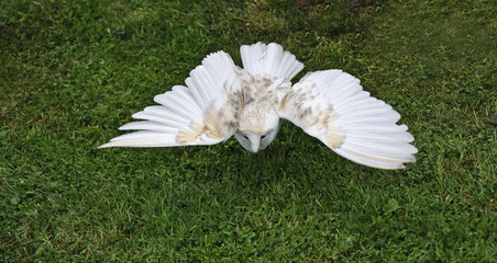 Wall Mural - Barn owl bird of prey in falconry display