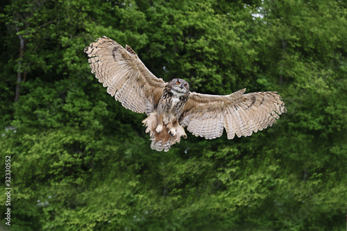 Cuadros en Lienzo Stunning European eagle owl in flight