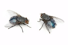 Two Blue Bottle Fly (Calliphora Vomitoria) Isolated On White)
