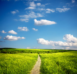 Wall Mural - Summer ecology landscape