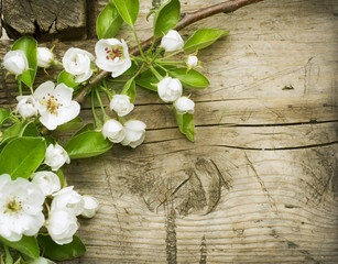 Fotomurales - Spring Blossom over wooden background