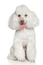White Poodle Puppy. Isolated On A White Background
