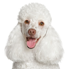 Sticker - White poodle puppy smiles