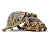 reproduction de tortues Hermann