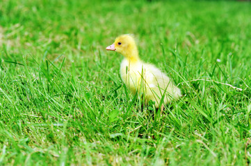 Wall Mural - duckling on green grass