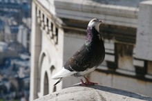 Pigeon Du Sacré-coeur