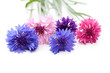 Leinwandbild Motiv Kornblume (Centaurea cyanus) - Blüten in verschiedenen Farben