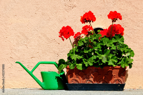 Gerani Rossi Con Annafiatoio Buy This Stock Photo And Explore Similar Images At Adobe Stock Adobe Stock