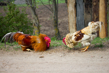 two cocks ready for fight