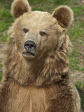 Fototapeta Maki - niedźwiedź brunatny