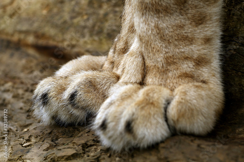 Lion cub paw - Buy this stock photo and explore similar images at Adobe ...