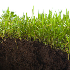 green grass with earth crosscut